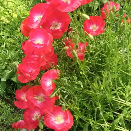 Au Jardin De La Maison Des Soeurs